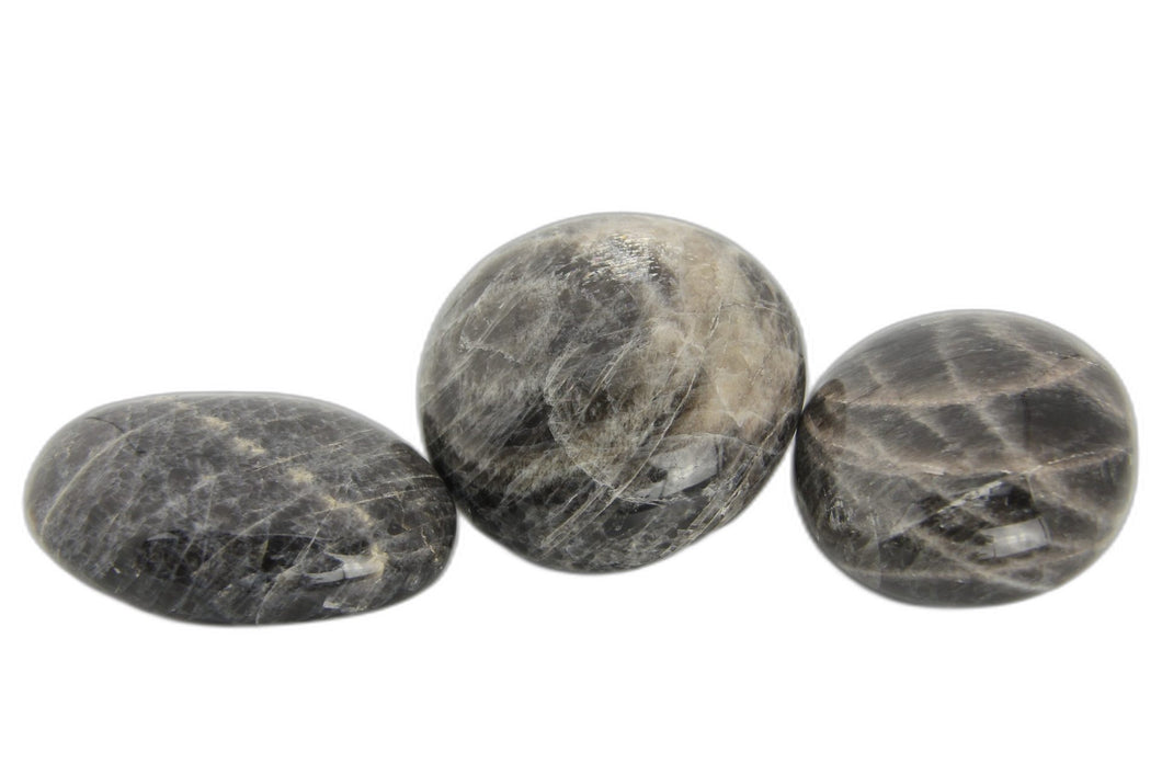 Black Moonstone Palms - 1 lb